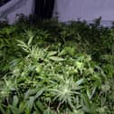 Cannabis farms are not uncommon in Wigan