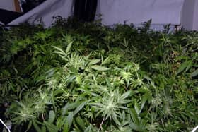 Cannabis farms are not uncommon in Wigan