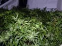 Cannabis farms are not uncommon in Wigan