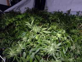 Cannabis farms are not uncommon in Wigan