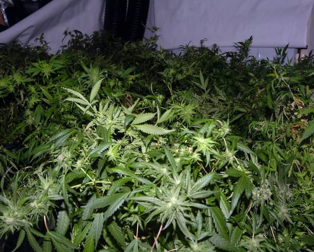 Cannabis farms are not uncommon in Wigan