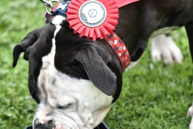 Scrufts Dog Show at Haigh Woodland Park 2021.
.