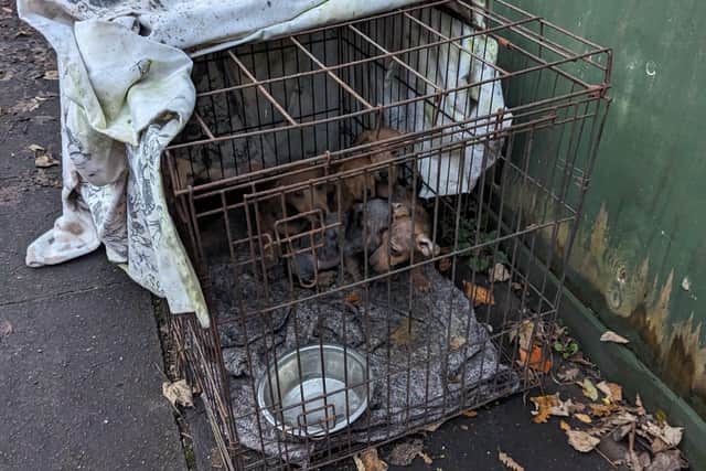 The malnourished pups were found dumped in a cage