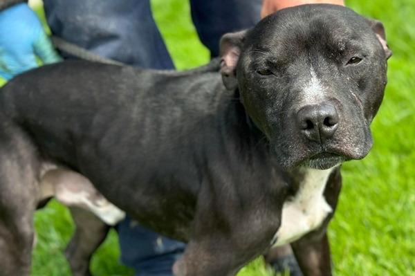 Approximately four to five year old male Staffordshire Bull Terrier. Angus came to the home as a stray so his background is not known. He has been friendly with staff here but arrived with a few healing grazes to his face so may not be suitable with other animals.