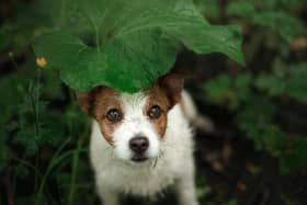 Dogs are reported lost in Wigan on a near daily basis. More than 250 have beenmissing for more than a year