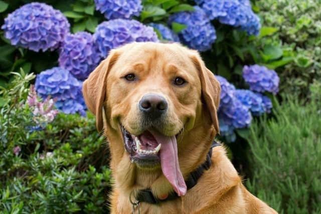 Guide dog Ian