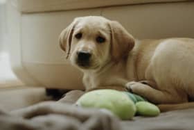 One of the puppies being raised by Dogs for Good UK.