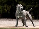 An XL Bully was involved in one of the attacks, injuring a 15-year-old girl