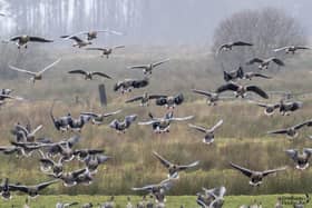 'Incoming' Pink Footed Geese arriving