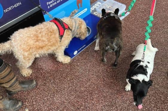 Dogs drinking water at the station provisions.