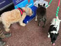 Dogs drinking water at the station provisions.