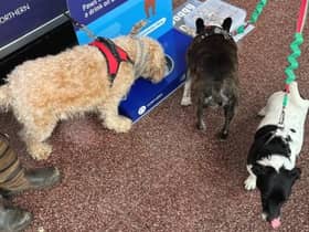 Dogs drinking water at the station provisions.