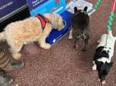 Dogs drinking water at the station provisions.