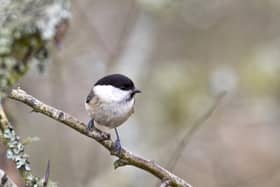 The tiny willow tit thrives in 'scruffy' habitats