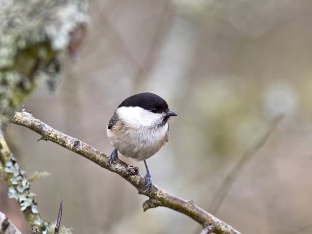 The tiny willow tit thrives in 'scruffy' habitats