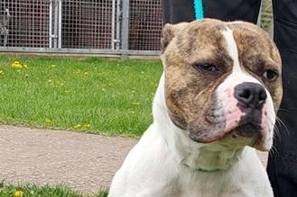 Approximately three to four year old Female Staffordshire Bull Terrier/American Bulldog type mix. Rosie was abandoned by her previous owner so her history is not known. She is quite nervous and would suit a quiet, pet free, adult only home, where she can settle and gain some confidence at her own pace.