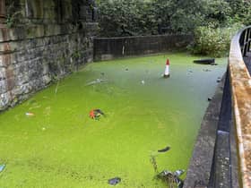 The footpath alongside the Leeds and Liverpool Canal near Wigan Pier which has been swamped with stagnant water for years
