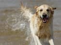 Dog owners are being warned of deadly blue-green algae