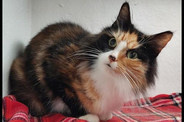 Approximately four year old female. Anita arrived after her owner sadly passed away, hence her background is not known. She has been friendly with staff here, although a little timid so wouldn’t appreciate a very boisterous household and may take a little time to feel completely settled, but will make a lovely companion for the right family