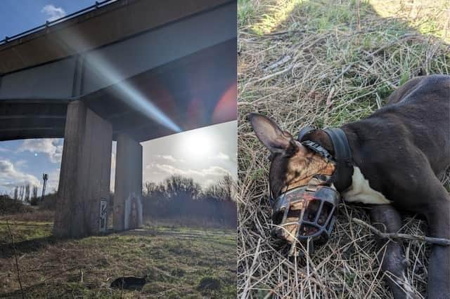 The black and white female pet was found by a dog walker who was in the area of Sheffield known as The Washlands - which part of the A57 flyover near Beighton runs across - at around 11am on Monday January 22. But a microchip shows the dog was registered in Wigan