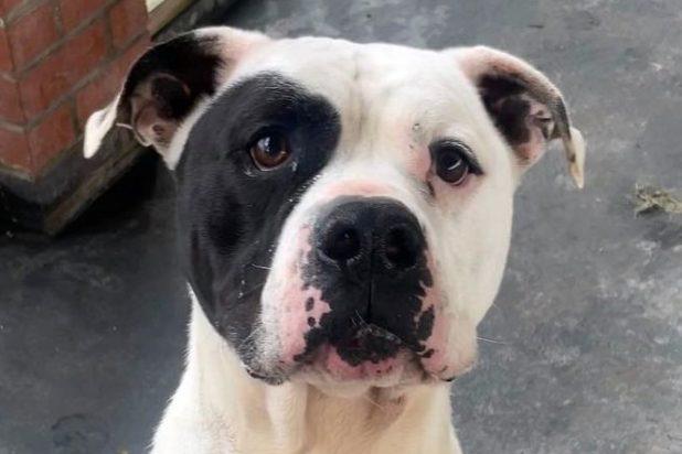 Harvey is a five year old castrated male American Bulldog, arriving as a stray so his background is unknown. Although friendly with staff he is strong and homes with young children would not be suitable (teens and over as a guide).