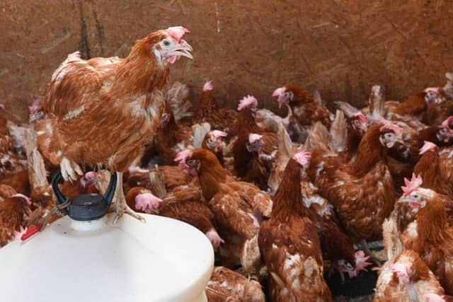 Lucky Hens will be saving more birds from slaughter