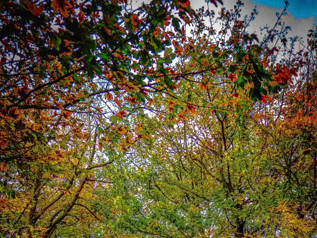 Autumn Woodland