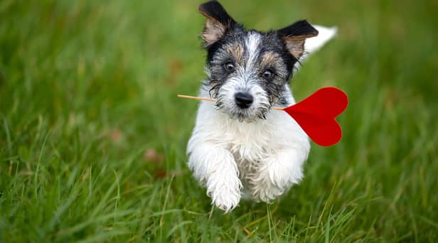 A website created for doggy dating (photo: Adobe)