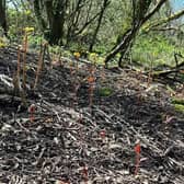 Standish residents have been particularly concerned about knotweed infestations