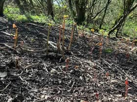 Standish residents have been particularly concerned about knotweed infestations