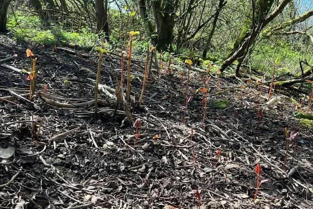 Standish residents have been particularly concerned about knotweed infestations