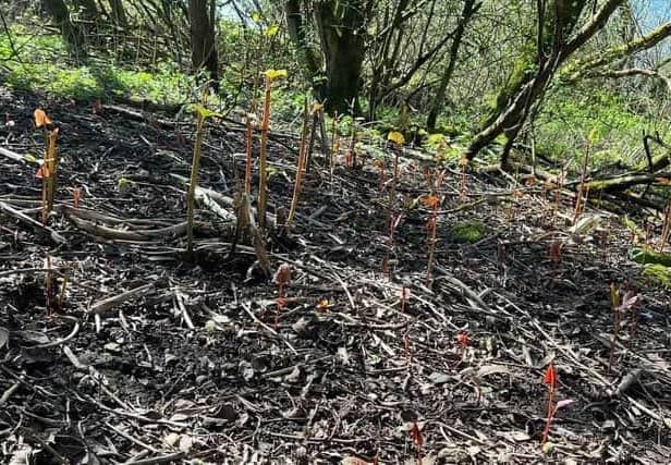 Standish residents have been particularly concerned about knotweed infestations