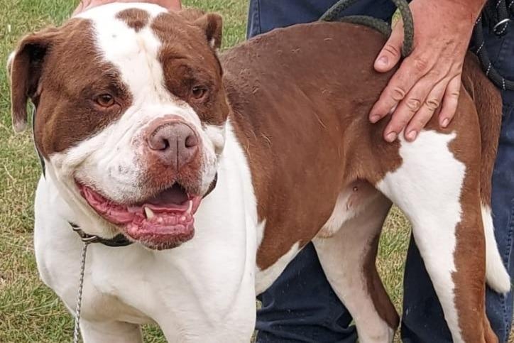 Storm is a six-and-a-half year old male American Bulldog type. Originally a stray, history/habits unknown. He has a Grade 2 of 6 heart murmur.