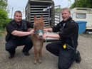 Moon the baby donkey with police officers from Hampshire and Isle of Wight Constabulary