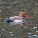 Red crested Pochard