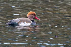 Red crested Pochard