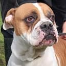 A three year old female American Bulldog, originally a stray so history is unknown. She has been fine with people but a pet free household will be needed