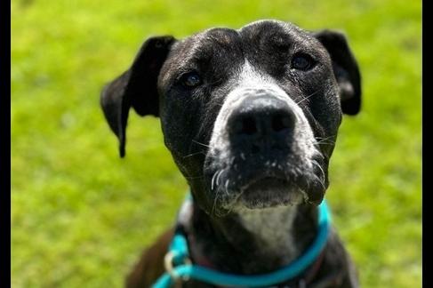 A 17 month old female cross breed, she is looking for a home as her owner was not in a position to keep her and her background is unknown.  She has been a friendly girl with staff but obviously, with her lack of background and on the larger side homes with smaller children are not seen to be appropriate.