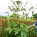 Dave The Plantman with giant hogweed growing near the River Douglas at Appley Bridge