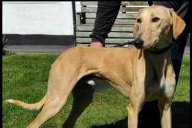 Approximately three to four-year-old male Lurcher. Removed from last home due to neglect. Unknown background but been good natured. No issues around other dogs. Because of his breed type and lack of history homes with small animals are not recommended. Homes with children will be considered.