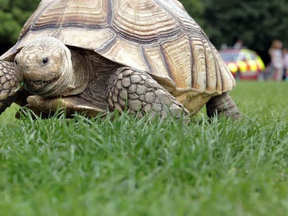 The collection of tortoises was rescued from the fire and is receiving veterinary treatment