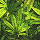 Medicinal use cannabis to be made legal - in Jersey