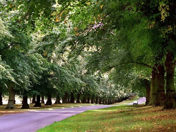 Trees absorb pollutants and are good for our health says a reader. See letter