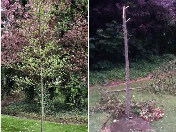 The tree on Workers' Memorial Day and after the vandalism