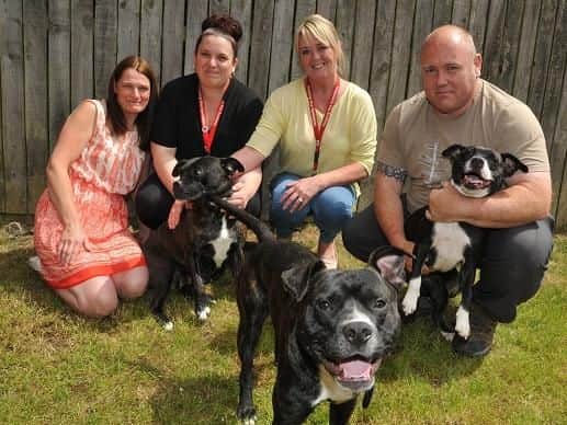 Pet fostering for the homeless is being encouraged