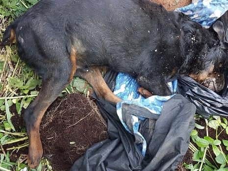 The dead dog that was found dumped