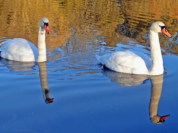 Swans at the Flashes