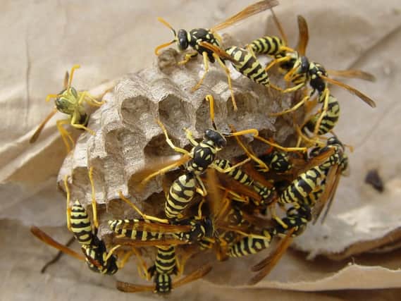 A wasps' nest