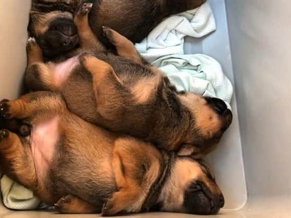 These puppies were abandoned by their owner
