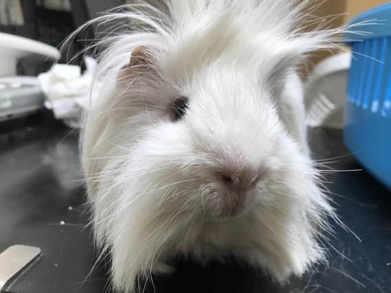 William the guinea pig who was found abandoned in a box